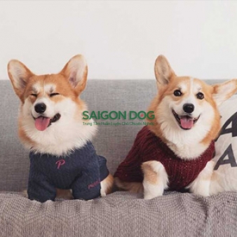 Phối giống chó Corgi