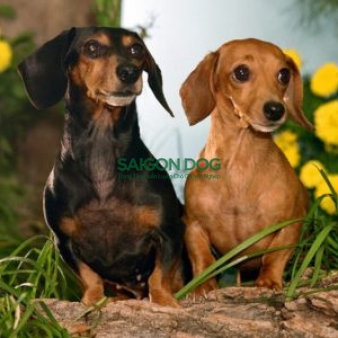Phối giống chó Dachshund