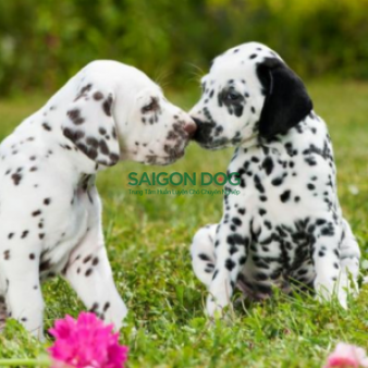 Phối giống chó Dalmatian