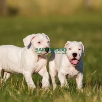 Phối giống chó Dogo