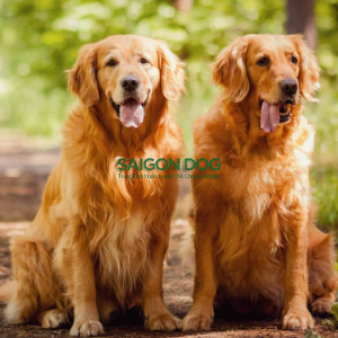 Phối giống chó Golden