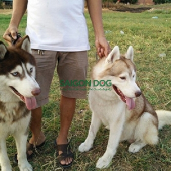 Phối giống chó Husky