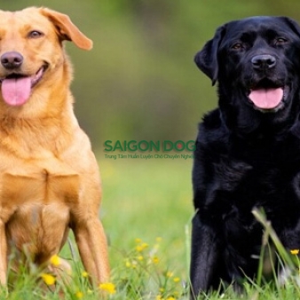 Phối giống chó Labrador Retriever