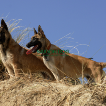 Phối giống chó Malinois