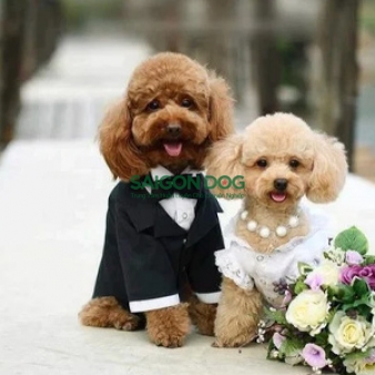 Phối giống chó Poodle