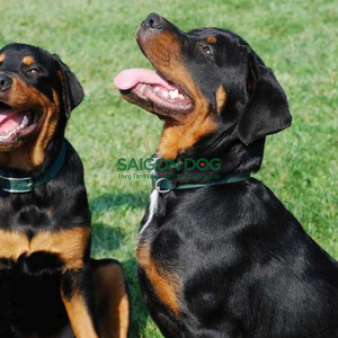 Phối giống chó Rottweiler
