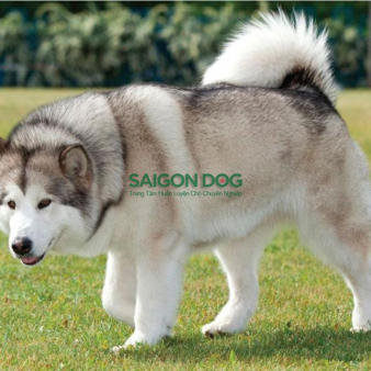 Trại huấn luyện chó Alaska uy tín, chuyên nghiệp