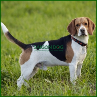 Trại huấn luyện chó Beagle uy tín, chuyên nghiệp