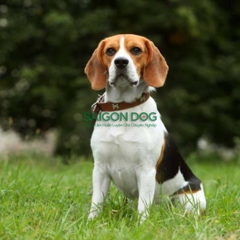 Trại huấn luyện chó Beagle uy tín, chuyên nghiệp