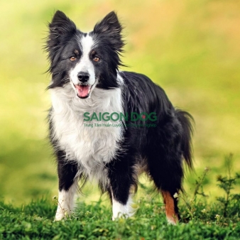 Trại huấn luyện chó Border Collie uy tín, chuyên nghiệp