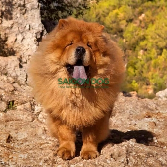 Trại huấn luyện chó Chow Chow uy tín, chuyên nghiệp