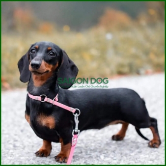 Trại huấn luyện chó Dachshund uy tín, chuyên nghiệp