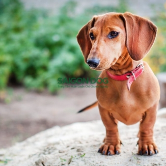 Trại huấn luyện chó Dachshund uy tín, chuyên nghiệp