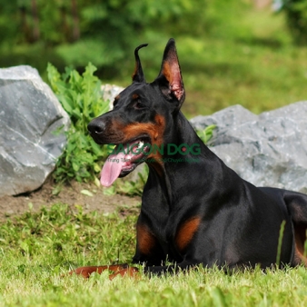 Trại huấn luyện chó Doberman uy tín, chuyên nghiệp