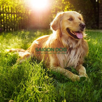 Trại huấn luyện chó Golden uy tín, chuyên nghiệp