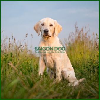 Trại huấn luyện chó Labrador Retriever