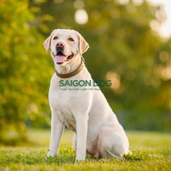 Trại huấn luyện chó Labrador Retriever