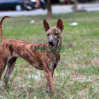 Trại huấn luyện chó Phú Quốc uy tín, chuyên nghiệp