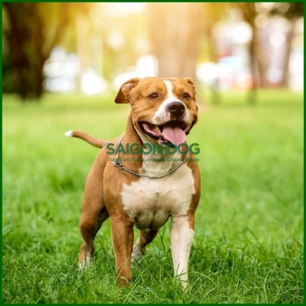 Trại huấn luyện chó Pitbull uy tín, chuyên nghiệp