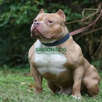 Trại huấn luyện chó Pitbull uy tín, chuyên nghiệp