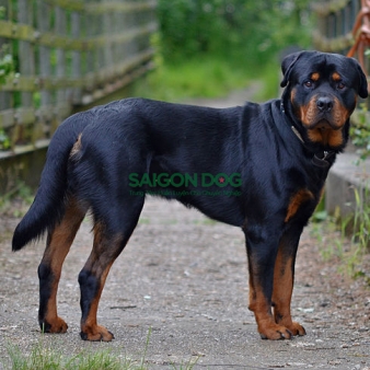 Trại huấn luyện chó Rottweiler uy tín, chuyên nghiệp