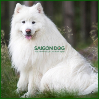 Trại huấn luyện chó Samoyed uy tín, chuyên nghiệp