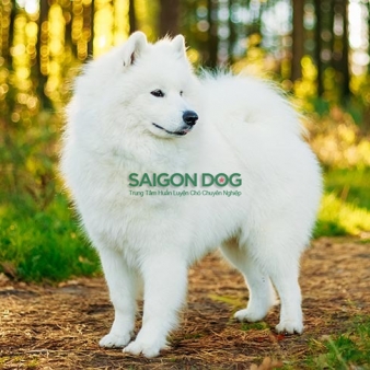 Trại huấn luyện chó Samoyed uy tín, chuyên nghiệp