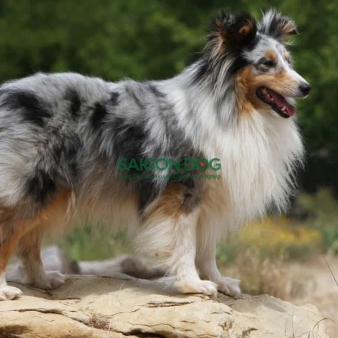 Trại huấn luyện chó Shetland uy tín, chuyên nghiệp