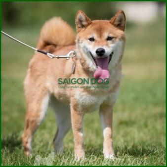 Trại huấn luyện chó Shiba uy tín, chuyên nghiệp