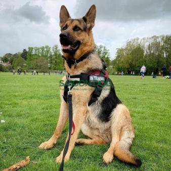 Trung tâm huấn luyện chó nghiệp vụ tại Bình Dương