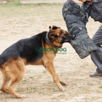 Trung tâm huấn luyện chó nghiệp vụ tại Bình Phước