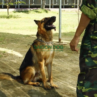 Trung tâm huấn luyện chó nghiệp vụ tại Đà Lạt