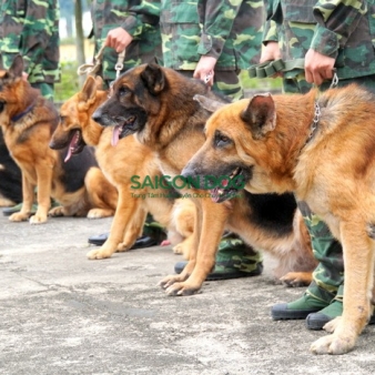 Trung tâm huấn luyện chó nghiệp vụ tại Đồng Nai