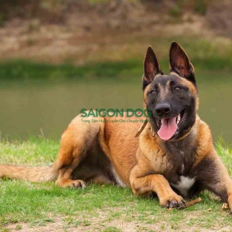 Trung tâm huấn luyện chó nghiệp vụ tại Long An