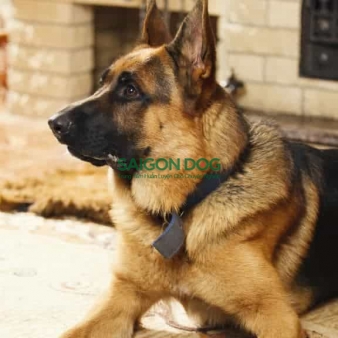 Trung tâm huấn luyện chó nghiệp vụ tại Tây Ninh