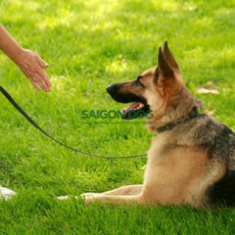 Trung tâm huấn luyện chó nghiệp vụ tại TP HCM