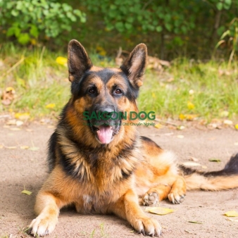 Trung tâm huấn luyện chó nghiệp vụ tại Vũng Tàu