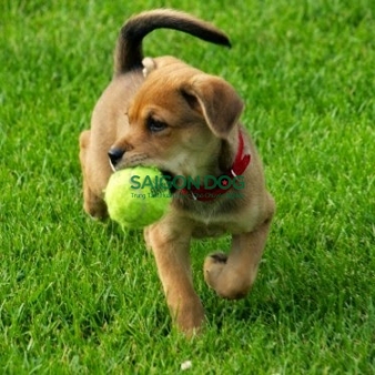 Trung tâm huấn luyện chó tại Bình Thuận