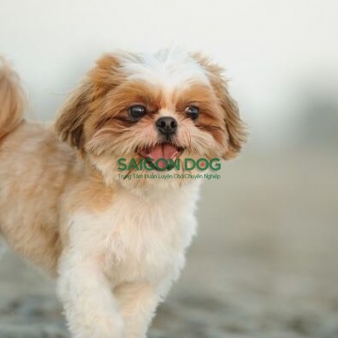 Trung tâm huấn luyện chó tại quận 1