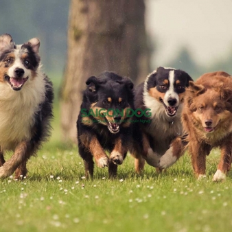 Trung tâm huấn luyện chó tại quận 11 