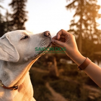 Trung tâm huấn luyện chó tại quận 12