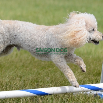 Trung tâm huấn luyện chó tại quận 2