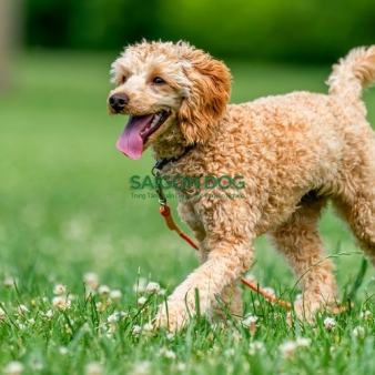 Trung tâm huấn luyện chó tại quận 3