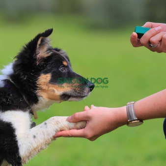 Trung tâm huấn luyện chó tại quận 4