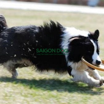 Trung tâm huấn luyện chó tại quận 5