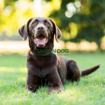 Trung tâm huấn luyện chó tại quận 7