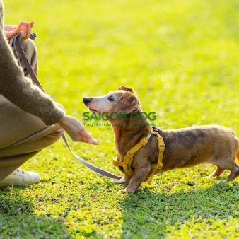 Trung tâm huấn luyện chó tại quận 8