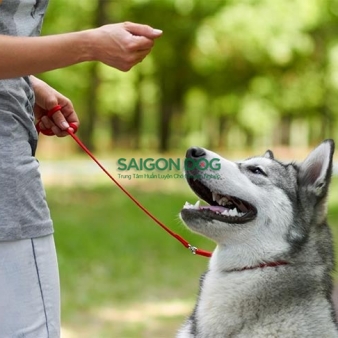 Trung tâm huấn luyện chó tại quận 9