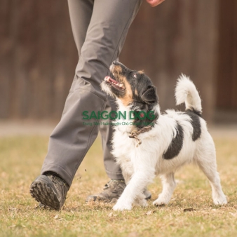 Trung tâm huấn luyện chó tại quận Bình Tân