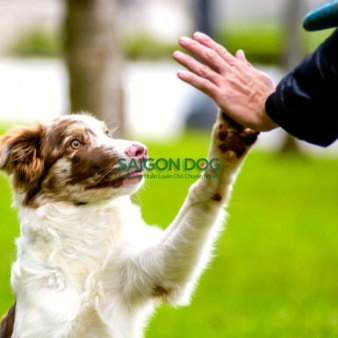Trung tâm huấn luyện chó tại quận Tân Bình